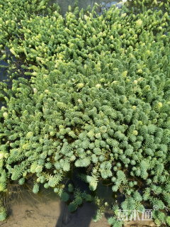 高度10厘米狐尾藻