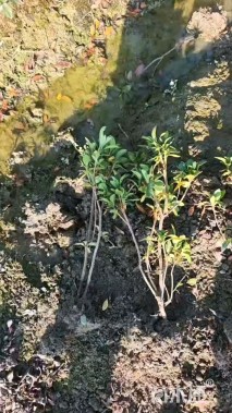 高度30厘米春鹃