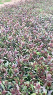 高度23厘米山桃草