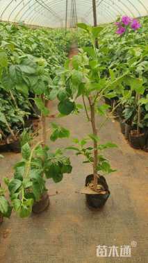 高度35厘米三角梅