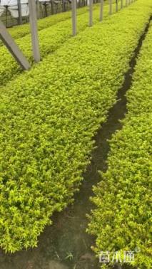 高度28厘米金叶满天星