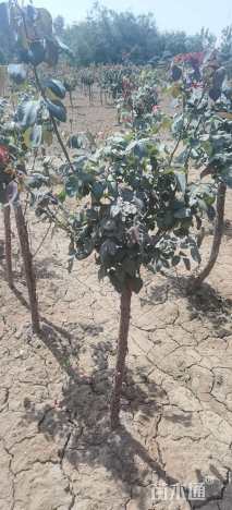 高度150厘米月季