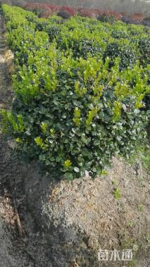 冠幅100厘米无刺枸骨球