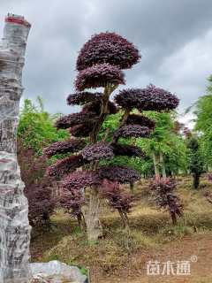 高度300厘米红花继木