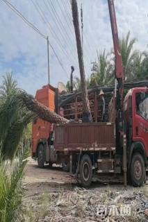 裸干高250厘米中东海枣