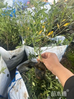 高度40厘米小叶栀子