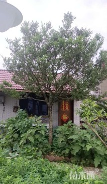 高度600厘米黄杨