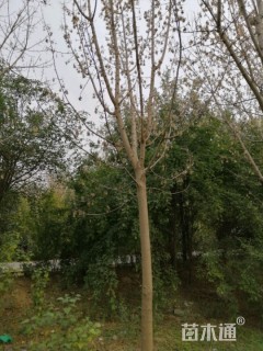 10公分复叶槭