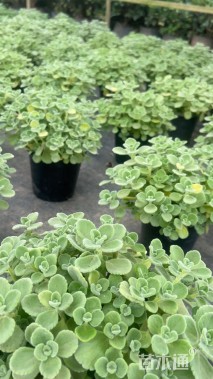 高度20厘米碰碰香