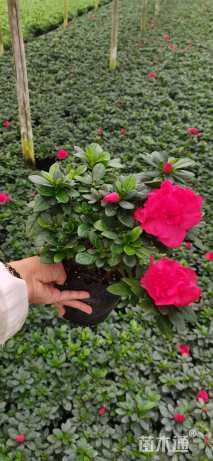 高度30厘米杜鹃