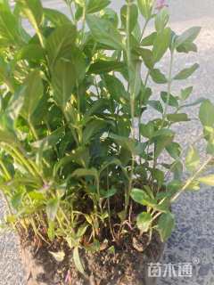 高度25厘米满天星