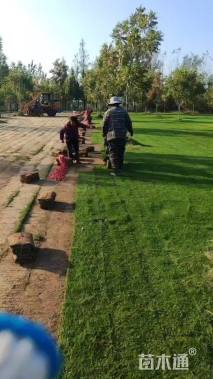 草卷状百慕大草