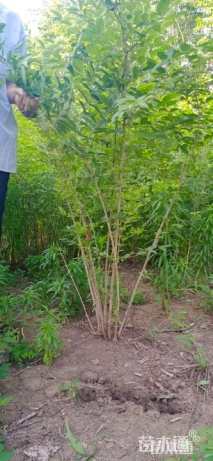 高度200厘米金银木