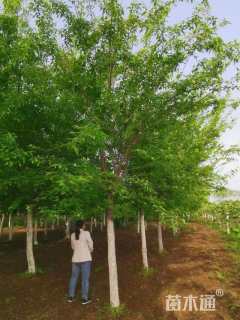 12公分茶条槭