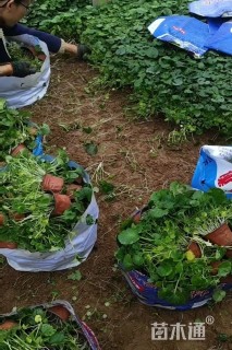 高度30厘米二月兰