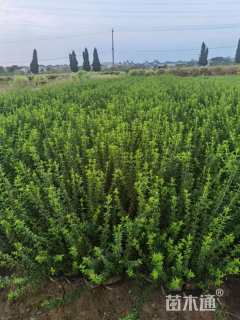 高度50厘米迎春花