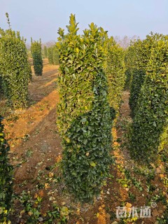 高度150厘米大叶黄杨柱