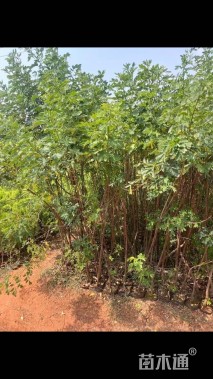 高度20厘米凤仙花