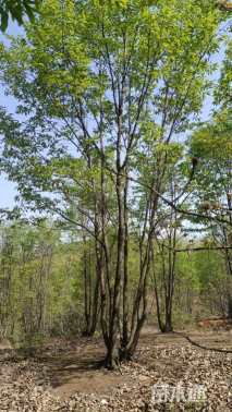 高度600厘米丛生蒙古栎