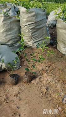 高度30厘米卫矛