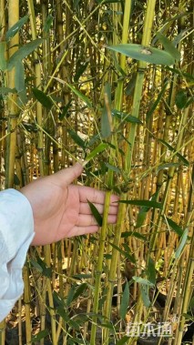 地栽苗金镶玉竹