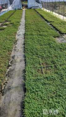 高度5厘米翠云草