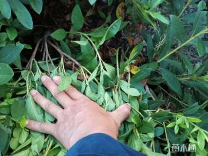 高度35厘米毛鹃