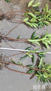 高度50厘米青珊瑚