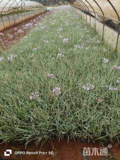 高度20厘米紫娇花