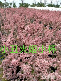 高度30厘米小丑火棘小苗