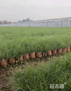 高度40厘米小兔子狼尾草