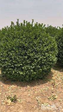 冠幅210厘米卫矛球