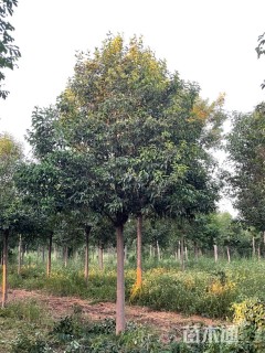 15公分大叶女贞