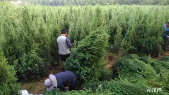 高度180厘米河南桧