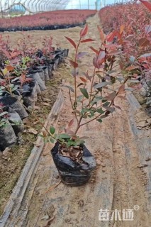 高度40厘米紫叶水蜡