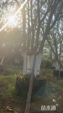 75公分(5杆)丛生朴树