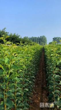 1.5公分染井吉野樱