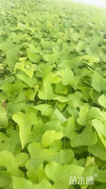 高度10厘米金叶甘薯