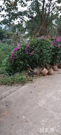 高度150厘米三角梅