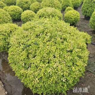 冠幅120厘米亮晶女贞球