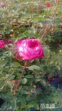 高度35厘米月季