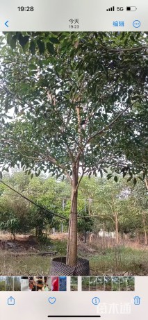 12公分红花风铃木