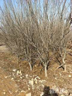 高度30厘米石榴小苗