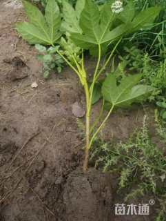 高度80厘米八角金盘