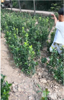 高度50厘米大叶黄杨