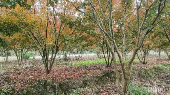 高度250厘米美国三红紫薇