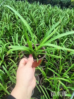 高度15厘米百子莲