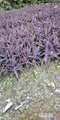 高度20厘米紫罗兰