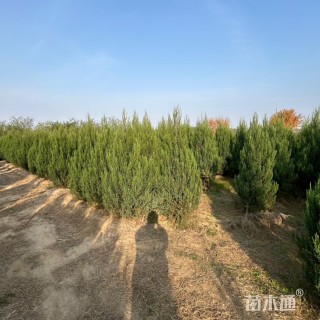 高度150厘米桧柏