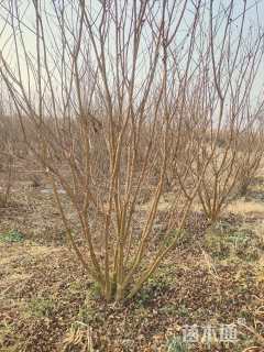 高度200厘米丛生紫薇